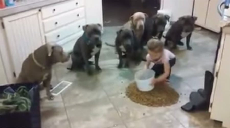 Pusieron A Su Hija De 4 Años Entre 6 Pit Bulls Y Su Comida. Esto Es Lo Que Pasó