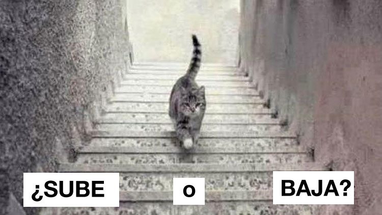 Esta imagen divide a Internet: ¿El gato sube o baja las escaleras?