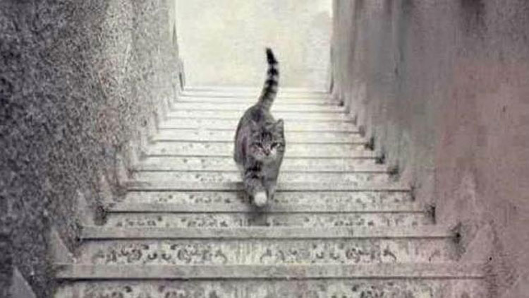 Esta imagen divide a Internet: ¿El gato sube o baja las escaleras?