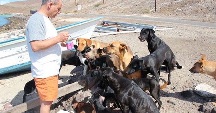 Mientras estaban de vacaciones esta pareja hizo algo SORPRENDENTE, ¡rescataron a 34 gatos y perros abandonados!