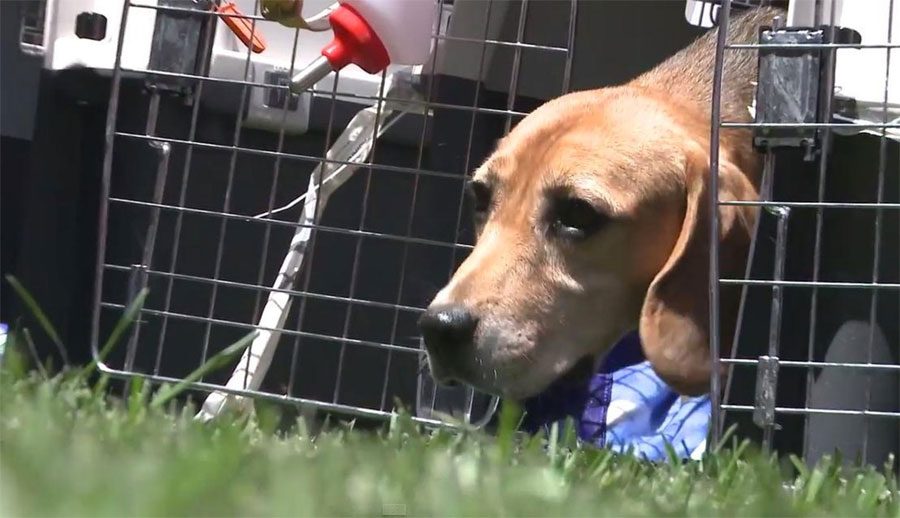 Beagles liberados después de años en jaulas de laboratorio tocan la hierba por primera vez en su vida. ¡EMOTIVO!