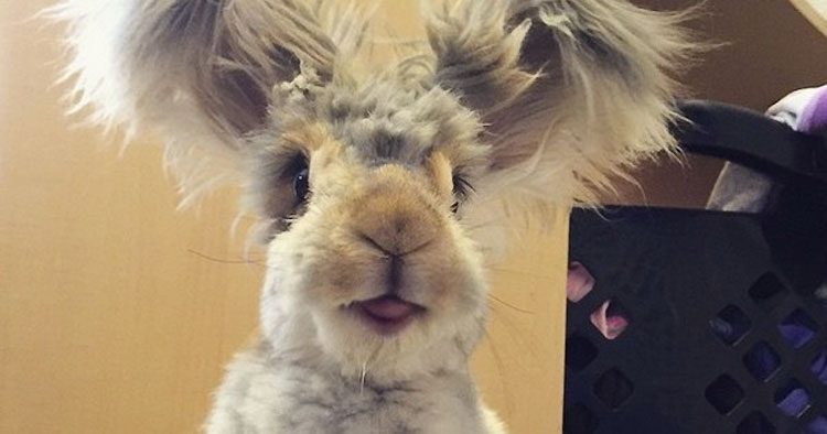 Este conejito de angora super-esponjoso es tan lindo, que ni siquiera parece REAL 1