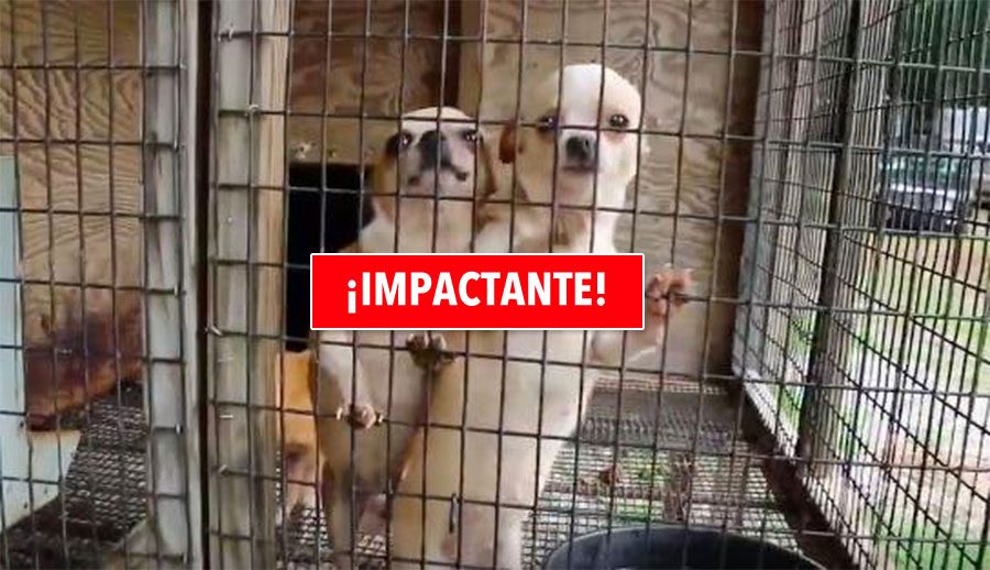 Si todo el mundo viera este vídeo, nadie compraría un cachorro de una tienda de mascotas