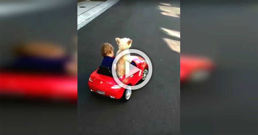 Mamá pilla a su bebé en el coche rojo. ¿Pero cuando se dan la vuelta? ¡Mira el perro!