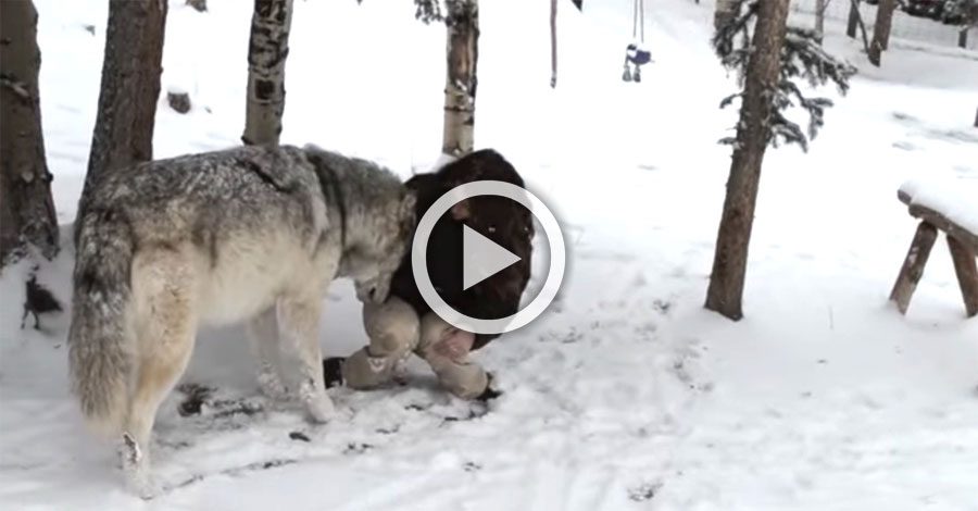 Está sola en el bosque y se encuentra un enorme lobo. Mira de cerca la escena... ¡Y no dejarás de sonreír!