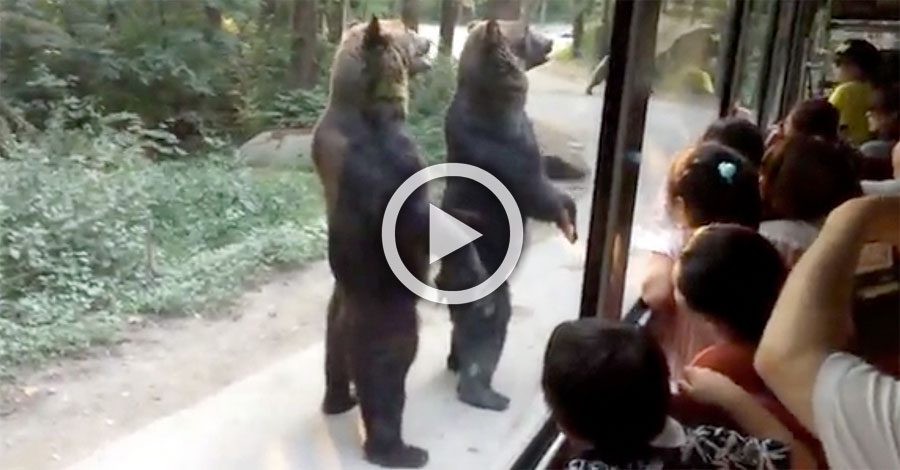 Estos osos sorprenden a los turistas cuando se levantan, pero mira cuando el autobús se aleja...