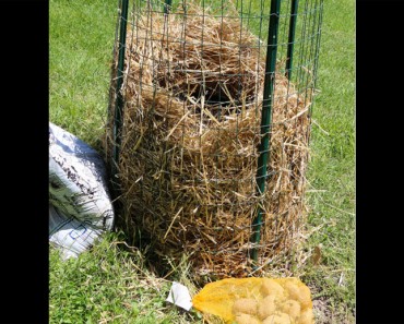 Dejó caer unas patatas en este nido de paja. Parece extraño, ¿pero unos meses más tarde? ¡Increíble!