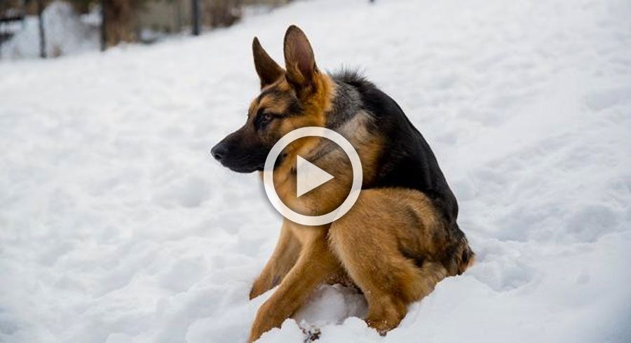 Se llama Quasimodo, y es un perro muy diferente. ¿Serías capaz de quererlo?