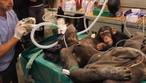 Chimpancé bebé se niega a dejar a su madre durante la cirugía. Entonces los médicos hacen esto... 2