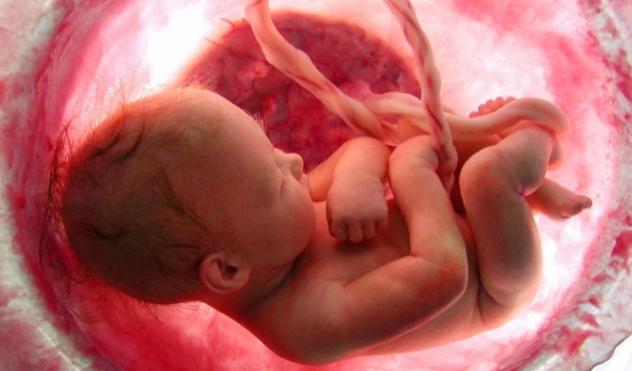 ¡Este video que muestra los 9 meses de la vida en el útero en minutos es simplemente MARAVILLOSO! 1