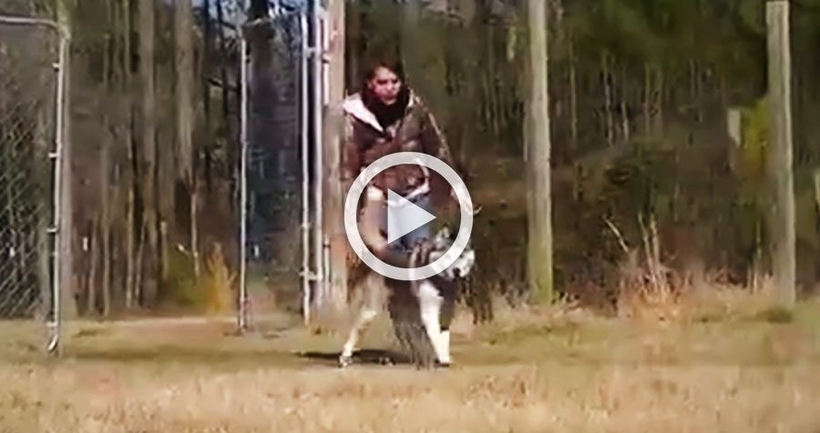 Este perro ha estado toda su vida encadenado. Mira lo que hace cuando corre libre por primera vez