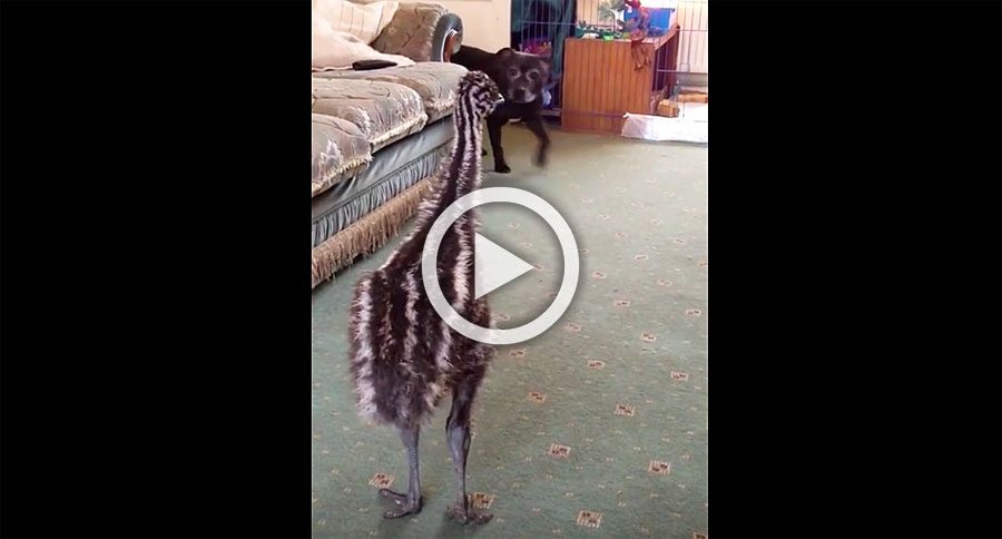 Este bebé emú lanza un hilarante ataque cuando un perro camina por la habitación