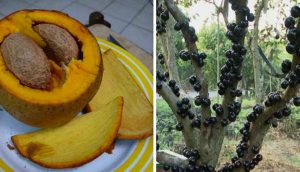 Estas 20 frutas de todo el mundo son tan extrañas que la mayoría de la gente no sabe que existen