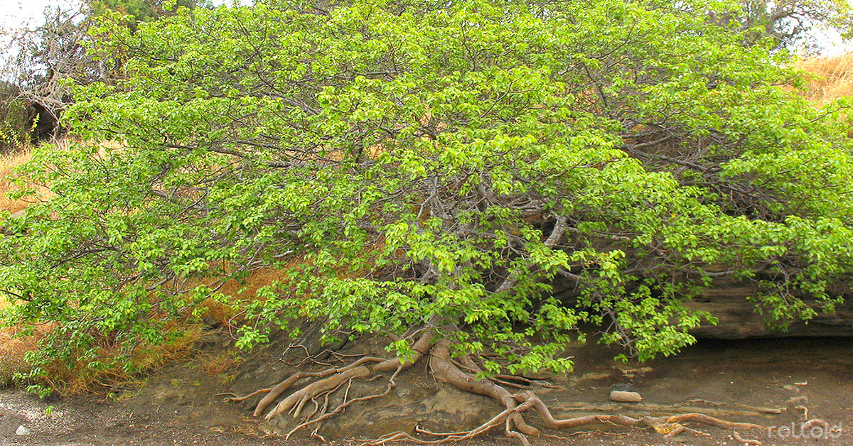 Es el árbol más peligroso del mundo, por eso se le conoce como el "árbol de la muerte”