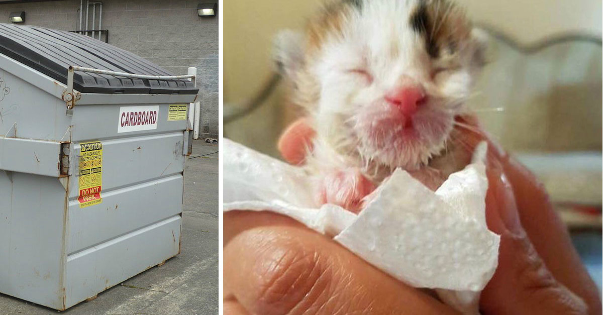 Escuchó a un gatito maullando en un contenedor, después el veterinario dijo que es un gato extremadamente raro