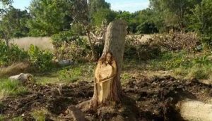 Aldeanos argentinos se quedan atónitos después de ver que la imagen de Jesús aparece en un árbol