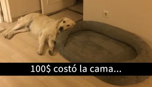 15 Divertidos snapchats con perros con los que es imposible no reírse. ¡ATENCIÓN al 11!