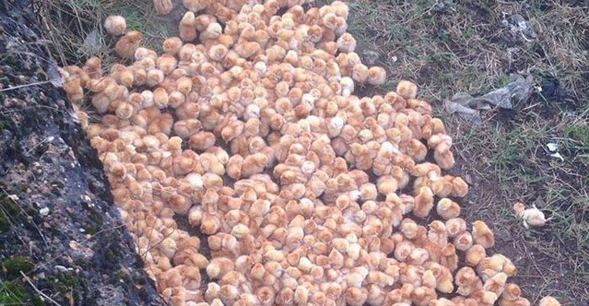 Descubrió estas bolitas amarillas en el campo. Cuando se acercó a ellas no creía lo que veía